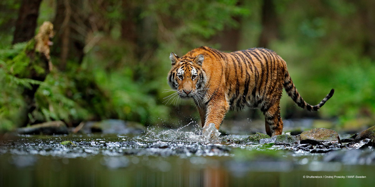 Rädda tigern